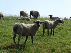 Deich Schafe